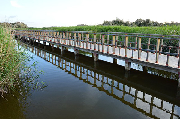 Haz un viaje en trenes AVE a Ciudad Real y conoce el Parque Nacional de Las Tablas de Daimiel